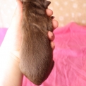 Chien Berger américain miniature proposée par l’élevage Domaine des terres lorginoise.
