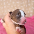 Chien Berger américain miniature proposée par l’élevage Domaine des terres lorginoise.