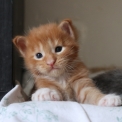 Chaton Maine Coon de race – prix 1200 €.