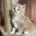 Chaton Maine Coon de race  en région Centre-Val de Loire.