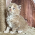 Chaton Maine Coon de race  en région Centre-Val de Loire.