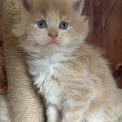Chaton Maine Coon de race – prix 1750 €.