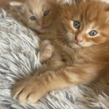 Chat Maine Coon proposé par l’élevage Chatterie du Mont d'angelys.