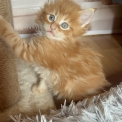 Chaton Maine Coon de race – prix 1750 €.