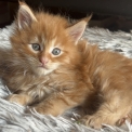 Chat Maine Coon proposé par l’élevage Chatterie du Mont d'angelys.