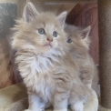 Chaton Maine Coon de race  en région Centre-Val de Loire.