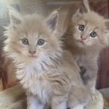 Chaton Maine Coon de race – prix 1750 €.