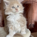 Chaton Maine Coon de race – prix 1750 €.