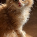 Chaton Maine Coon de race – prix 1750 €.