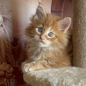 Chat Maine Coon proposé par l’élevage Chatterie du Mont d'angelys.