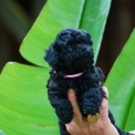 Caniche Nain disponible dans la Vienne