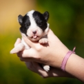 Chiot Laika de Yakoutie  vendre au prix de 1650  vaccin et identifi.