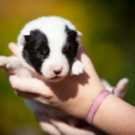Chiot Laika de Yakoutie de race LOF avec pedigree  adopter.