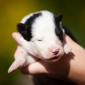 Chiot Laika de Yakoutie  vendre au prix de 1650  vaccin et identifi.