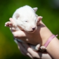 Ce petite mle Laika de Yakoutie propos  l'achat est n le 04/06/2025.