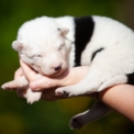 Chiot Laika de Yakoutie de race  en région Normandie.