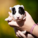 Chiot Laika de Yakoutie de race – prix 500 €.