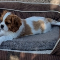 Chiot Cavalier King Charles de race LOF avec pedigree  adopter.