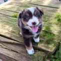 Chiot Berger américain miniature de race  en région Auvergne-Rhône-Alpes.