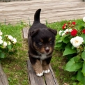 Chiot Berger américain miniature de race  en région Auvergne-Rhône-Alpes.