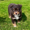 Chiot Berger américain miniature de race – prix 1500 €.