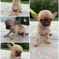 Chien Chihuahua proposée par l’élevage Des Jardins d'Omya.