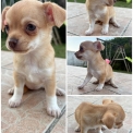 Chiot Chihuahua sans pedigree – prix 790 €.