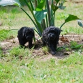 Caniche Nain disponible dans la Vienne