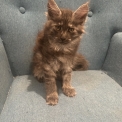 Chaton Maine Coon de race  en région Auvergne-Rhône-Alpes.