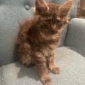 Chat Maine Coon proposée par l’élevage Chatterie du Ciel d'Emeraude.