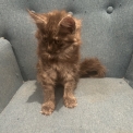 Chat Maine Coon proposée par l’élevage Chatterie du Ciel d'Emeraude.