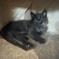 Maine Coon disponible en Isère