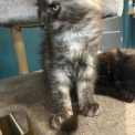 Maine Coon disponible en Isère