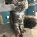 Maine Coon disponible en Isère