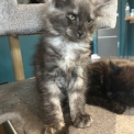Chaton Maine Coon de race  en région Auvergne-Rhône-Alpes.