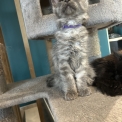 Chaton Maine Coon de race – prix 1400 €.