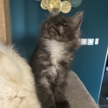 Chaton Maine Coon de race  en région Auvergne-Rhône-Alpes.