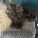 Chat Maine Coon proposé par l’élevage Chatterie du Ciel d'Emeraude.