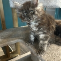 Maine Coon disponible en Isère