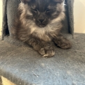 Chat Maine Coon proposé par l’élevage Chatterie du Ciel d'Emeraude.