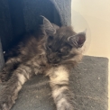 Chaton Maine Coon de race  en région Auvergne-Rhône-Alpes.