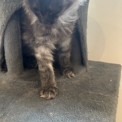 Chaton Maine Coon de race – prix 1400 €.
