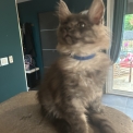 Chat Maine Coon proposé par l’élevage Chatterie du Ciel d'Emeraude.
