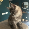 Chaton Maine Coon de race  en région Auvergne-Rhône-Alpes.
