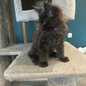 Maine Coon disponible en Isère