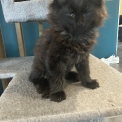Chat Maine Coon proposé par l’élevage Chatterie du Ciel d'Emeraude.