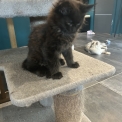 Maine Coon disponible en Isère