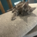 Chaton Maine Coon de race – prix 1400 €.