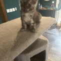 Maine Coon disponible en Isère