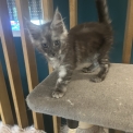 Maine Coon disponible en Isère